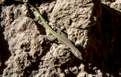 Scelarcis perspicillata