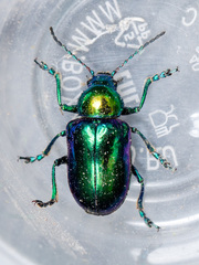 Chrysochares asiaticus