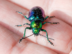 Chrysochares asiaticus