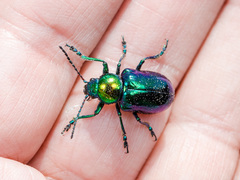 Chrysochares asiaticus