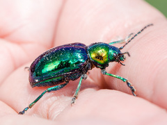 Chrysochares asiaticus