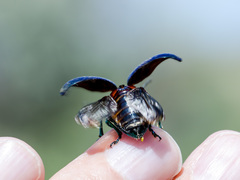 Chrysochares asiaticus