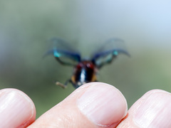 Chrysochares asiaticus