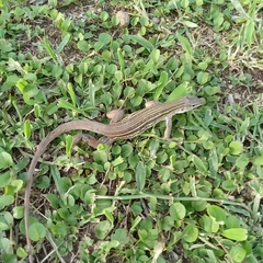 Aspidoscelis communis