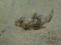 Chelidonichthys lucerna