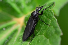 Bibio leucopterus