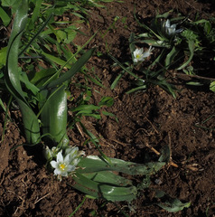 Ornithogalum lanceolatum