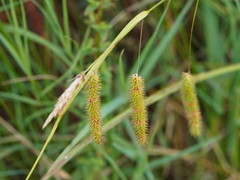 Carex fascicularis