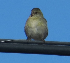 Spinus barbatus