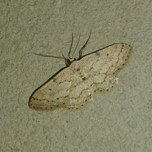 Idaea minuscularia