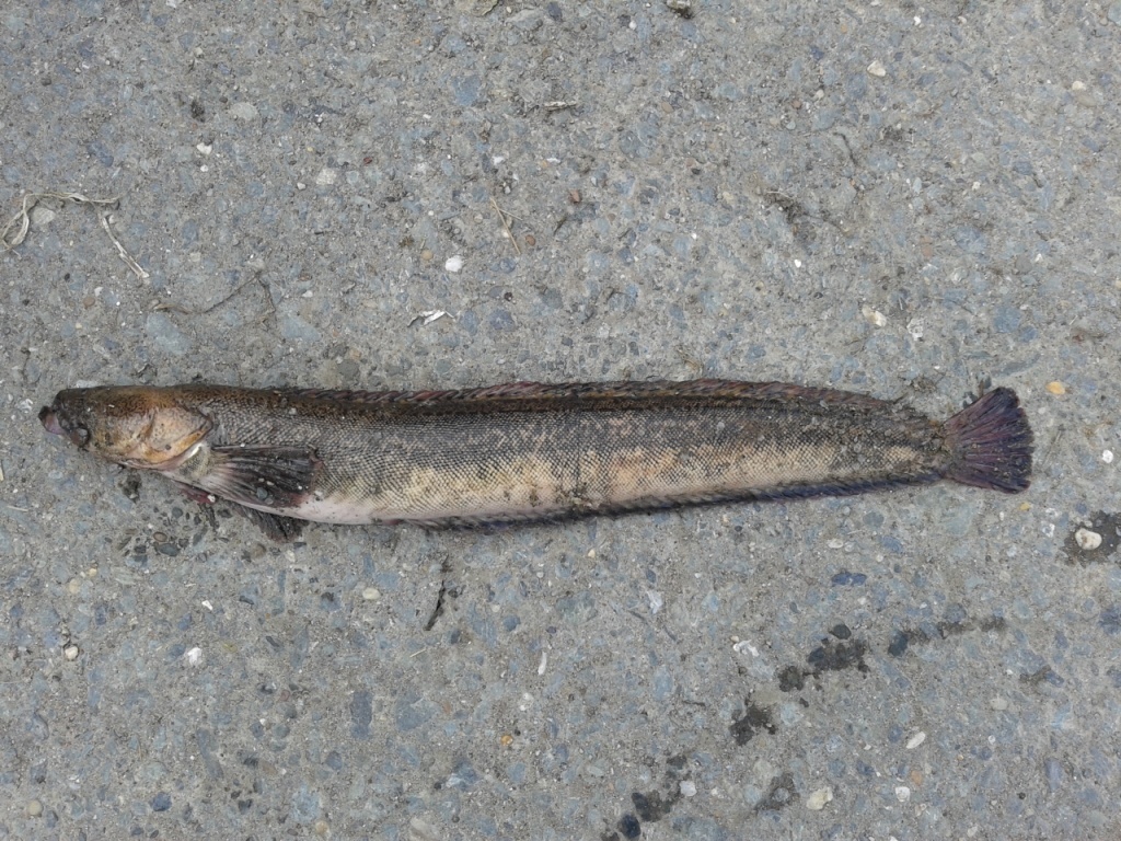 Northern Blenny