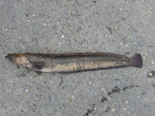 Dinogunellus grigorjewi