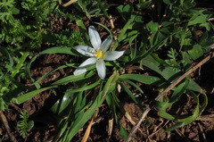 Ornithogalum lanceolatum