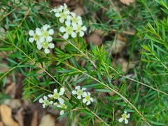 Sannantha angusta