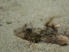 Chelidonichthys lucerna