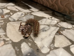 Paracles fusca