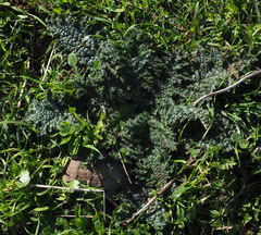 Verbascum tiberiadis