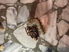 Paracles fusca
