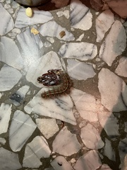 Paracles fusca