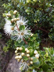 Metrosideros perforata