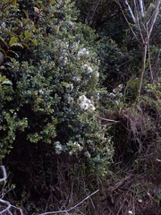 Metrosideros perforata