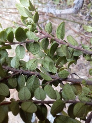 Metrosideros perforata