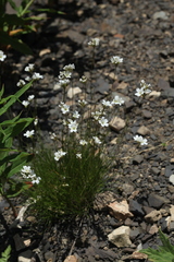 Gypsophila tenuifolia