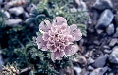 Lomelosia pulsatilloides