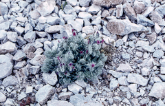Echium albicans