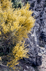 Genista cinerea