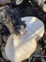 Polyporus mcmurphyi