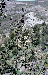 Cotoneaster granatensis