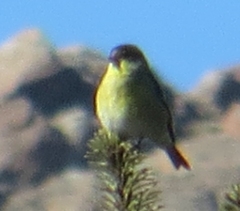 Spinus barbatus