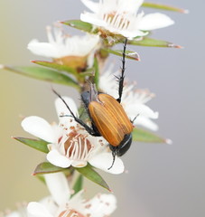 Phyllotocus rufipennis