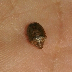 Dryadocoris apicalis