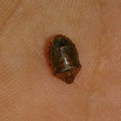 Dryadocoris apicalis