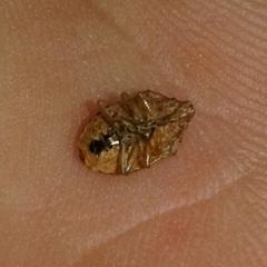 Dryadocoris apicalis