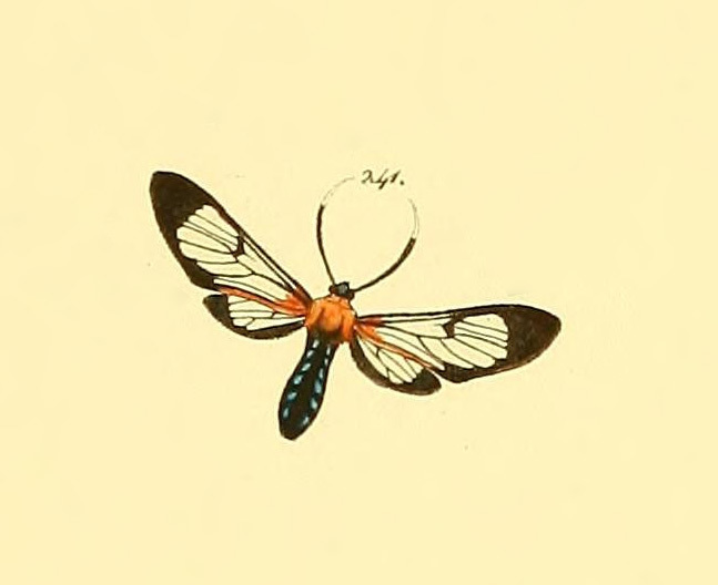 Cosmosoma admota
