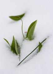 Centaurea triumfettii