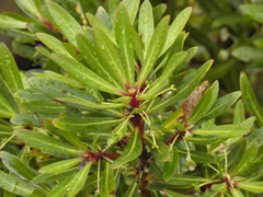 Tasmannia xerophila