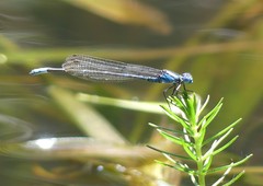 Caliagrion billinghursti