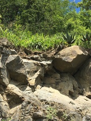 Ledebouria floribunda