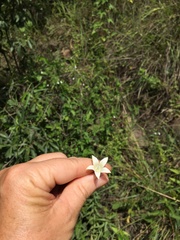 Wahlenbergia grandiflora