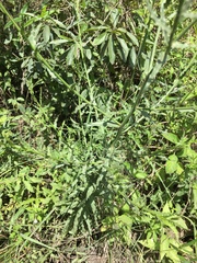 Wahlenbergia grandiflora