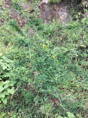Crotalaria monteiroi
