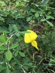 Crotalaria monteiroi