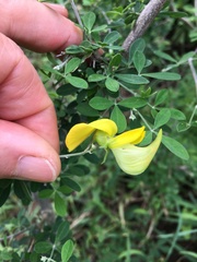 Crotalaria monteiroi