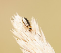 Monolepta subsuturalis