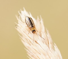 Monolepta subsuturalis