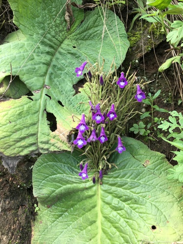 Streptocarpus cooksonii